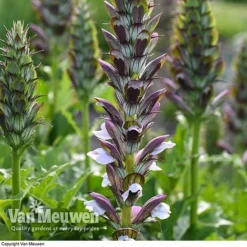 Lallatros Shop -Lallatros Shop ACAN V61154 A