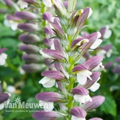 Acanthus Mollis -Lallatros Shop ACAN V61154 C