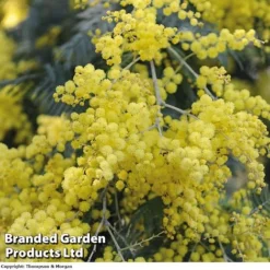 Lallatros Shop -Lallatros Shop ACASIADEAL 10001 A