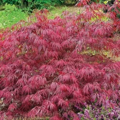 Acer Palmatum Var. Dissectum 'Rubrum' -Lallatros Shop ACER V11237 C h