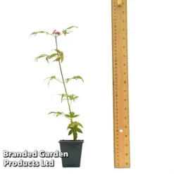 Acer Palmatum 'Atropurpureum' -Lallatros Shop ACER ATROPU7CM T44907 A