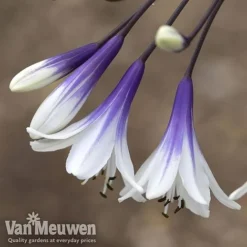 Agapanthus 'Fireworks' -Lallatros Shop AGA FIRE B