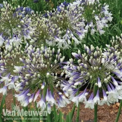 Agapanthus 'Fireworks' -Lallatros Shop AGA FIRE C