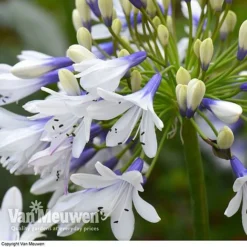 Agapanthus 'Twister' -Lallatros Shop AGAP V63766 D