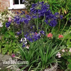 Agapanthus 'Flower Of Love' -Lallatros Shop AGAP V72561 D