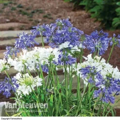 Agapanthus 'Ever Sapphire' -Lallatros Shop AGAP VKA3940 B