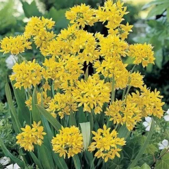 Bumper Spring Bulb Collection -Lallatros Shop ALLI T11408 A h
