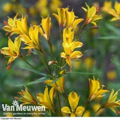 Alstroemeria 'Sweet Laura' -Lallatros Shop ALST 61567 D