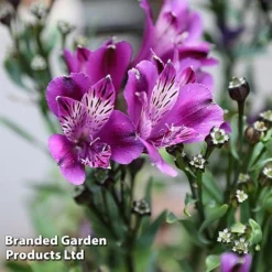 Alstroemeria 'Butterfly Hybrids' -Lallatros Shop ALST BUTTERHYB L39298