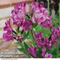 Alstroemeria 'Butterfly Hybrids' -Lallatros Shop ALST BUTTERHYB T19298