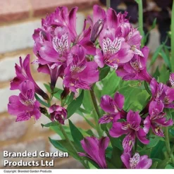 Alstroemeria 'Butterfly Hybrids' -Lallatros Shop ALST BUTTERHYB T19348