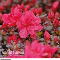 Azalea 'Dwarf Collection' -Lallatros Shop AZAL V53136 B