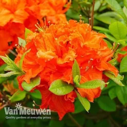 Azalea 'Dwarf Collection' -Lallatros Shop AZAL V53136 E