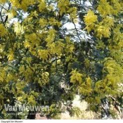 Acacia Dealbata -Lallatros Shop Acacia dealbata Mimosa