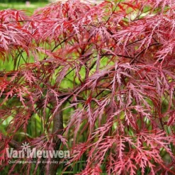 Acer Palmatum Var. Dissectum 'Rubrum' -Lallatros Shop Acer dissectum rubrum