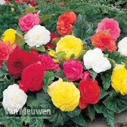 Begonia 'Double Flowered Mixed' -Lallatros Shop BEGO 12544 A