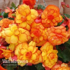 Begonia 'Cascading Fireball' -Lallatros Shop BEGO 69301 C
