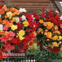 Begonia 'Illumination Mixed' -Lallatros Shop BEGO P86758 B