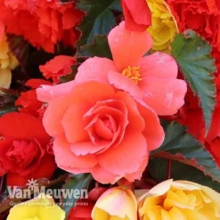 Begonia 'Illumination Mixed' -Lallatros Shop BEGO P86758 D