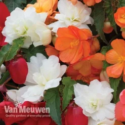 Begonia 'Illumination Mixed' -Lallatros Shop BEGO P86758 E
