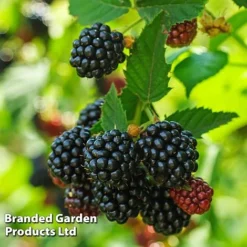 Blackberry 'Black Cascade' -Lallatros Shop BLAC BLACKCASC L38072