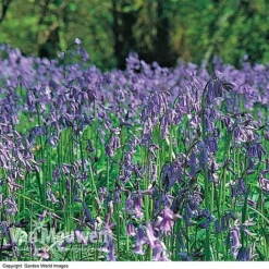 English Bluebells -Lallatros Shop BLUE 26750 D
