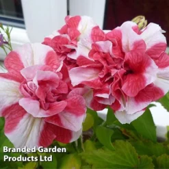 Petunia 'Cherry Ripple' (Tumbelina Series) -Lallatros Shop BrandedGP Copyright Image cherry3