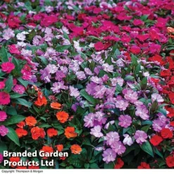 Nurseryman’s Choice Summer Favourites -Lallatros Shop BrandedGP Copyright Image impa