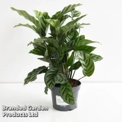 Calatheas Concinna 'Freddie' (House Plant) -Lallatros Shop CALA FREDD12CM T44569