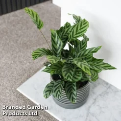 Calatheas Concinna 'Freddie' (House Plant) -Lallatros Shop CALA FREDDY T44570
