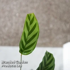 Calatheas Concinna 'Freddie' (House Plant) -Lallatros Shop CALA FREDDY T44572