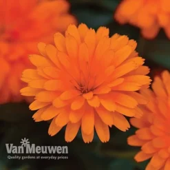 Calendula 'Power Daisy' Collection -Lallatros Shop CALE VKA1013 C