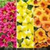 Calibrachoa 'Fruities Collection'