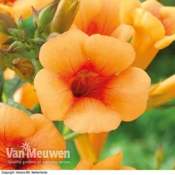 Campsis X Tagliabuana 'Indian Summer' -Lallatros Shop CAMP V63780 F