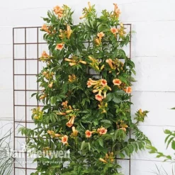 Campsis X Tagliabuana 'Indian Summer' -Lallatros Shop CAMP V63780 b
