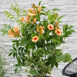 Campsis X Tagliabuana 'Indian Summer' -Lallatros Shop CAMP V63780 c