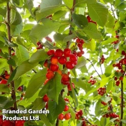 Cherry 'Sylvia' (Mini Fruit Tree) -Lallatros Shop CHER T10442 C