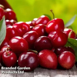 Cherry 'Sylvia' (Mini Fruit Tree) -Lallatros Shop CHER T10442 D