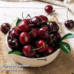 Cherry 'Sylvia' (Mini Fruit Tree) -Lallatros Shop CHER T10442 E