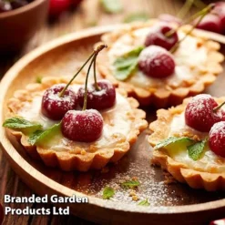 Cherry 'Sylvia' (Mini Fruit Tree) -Lallatros Shop CHER T10442 F