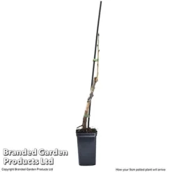 Cherry 'Sylvia' (Mini Fruit Tree) -Lallatros Shop CHER T10442 G