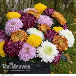 Chrysanthemum 'Incurved Mixed' -Lallatros Shop CHRY 72960 B