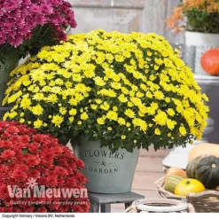 Chrysanthemum 'Hardy Patio Improved' -Lallatros Shop CHRY V17671 C