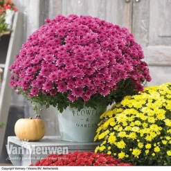 Chrysanthemum 'Hardy Patio Improved' -Lallatros Shop CHRY V17671 D