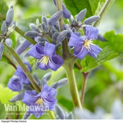 Clematis 'New Love' -Lallatros Shop CLEM V56881 A1