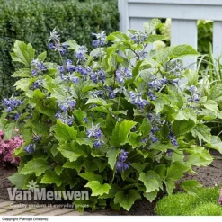 Clematis 'New Love' -Lallatros Shop CLEM V56881 C