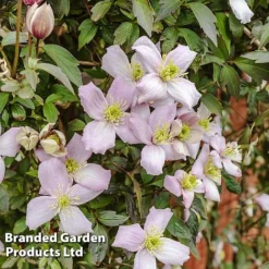 Clematis Montana 'Mayleen' -Lallatros Shop CLEM MAYLEEN L39280