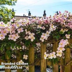 Clematis Montana 'Mayleen' -Lallatros Shop CLEM MAYLEEN L39281