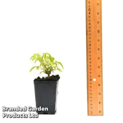 Clematis Napaulensis -Lallatros Shop CLEM NAPAUL7CM T44183