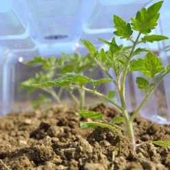 Mini Greenhouse Cloche -Lallatros Shop CLOC V69804 C